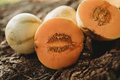 Charentais Melon Seeds – French Heirloom Cucumis melo with Sweet Fragrant Orange Flesh, Small Round Fruit