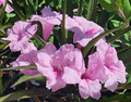 Pink Mexican Petunia Starter Plants, Tropical Perennials, Bare Root, Pink Flowers, Ruellia brittoniana, 3-5 Inches Tall