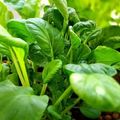 Pak Choi Seeds 500mg Heirloom Non-GMO Asian Greens for Stir-Fries, Soups, Salads Brassica rapa var. chinensis