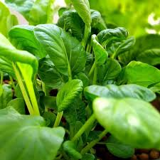Pak Choi Seeds 500mg Heirloom Non-GMO Asian Greens for Stir-Fries, Soups, Salads Brassica rapa var. chinensis