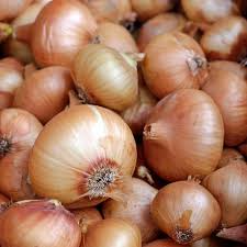 500 Treated Vidalia Sweet Onion Seeds | Non-GMO Heirloom | Early Grano Short-Day Variety | Allium cepa