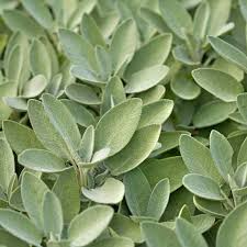 Extrakta Sage Seeds (Salvia officinalis) – Aromatic Culinary Herb for Cooking, Drought-Tolerant, Perennial Herb Seeds