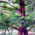 Dawn Redwood Tree Seeds – Fast-Growing Deciduous Conifer, Fall Color, USDA Zones 5-8, Rare Garden Treasure, Metasequoia glyptostroboides