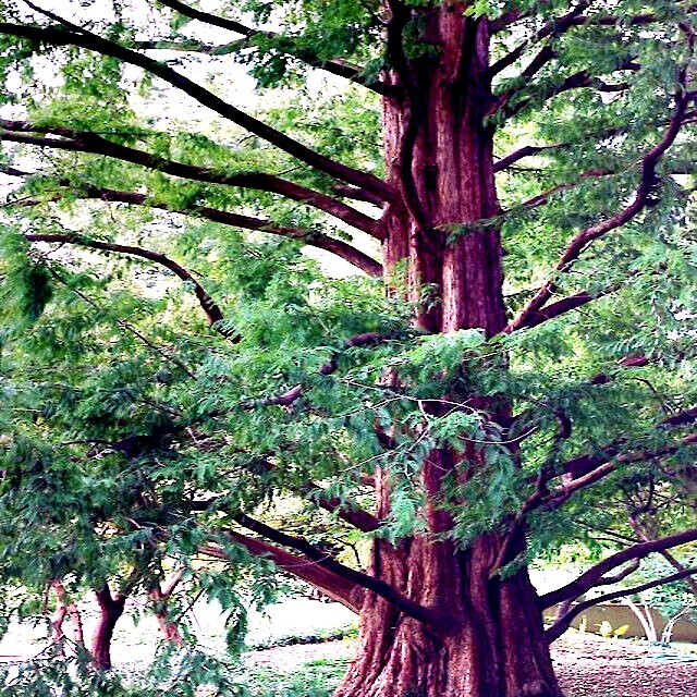 Dawn Redwood Tree Seeds – Fast-Growing Deciduous Conifer, Fall Color, USDA Zones 5-8, Rare Garden Treasure, Metasequoia glyptostroboides