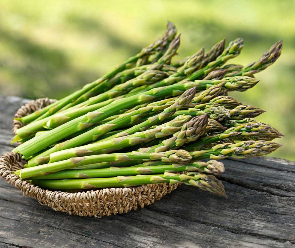 Jersey Knight Live Asparagus Bare Root Plants – 2-Year Crowns, High-Yield, Disease-Resistant, Easy to Grow, Asparagus officinalis