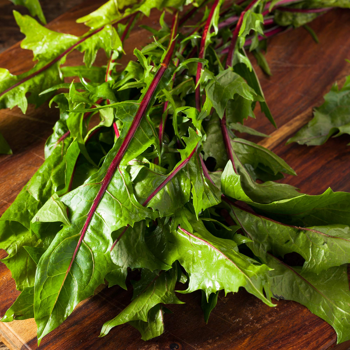 Red Stem Endive Italian Dandelion Chicory Seeds – Non-GMO Heirloom, Cold Tolerant, Edible Salad Greens, 500 Seeds