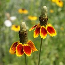 100mg Mexican Hat Seeds Ratibida columnifera Drought-Tolerant Wildflower with Red & Yellow Blooms for Pollinator Gardens