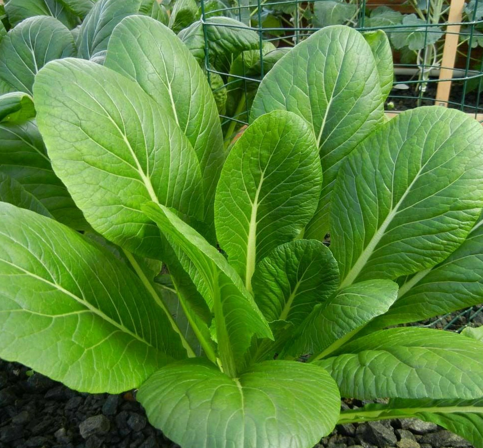 300 Seeds Mustard Green Spinach Komatsuna Tendergreen Brassica rapa - Nutritious Greens for Home Gardens