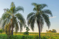 25+ Queen Palm Seeds | Syagrus Romanzoffiana | Tropical, Fast-Growing Palm Tree Seeds for Gardens & Landscapes