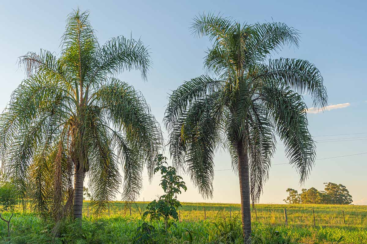 25+ Queen Palm Seeds | Syagrus Romanzoffiana | Tropical, Fast-Growing Palm Tree Seeds for Gardens & Landscapes