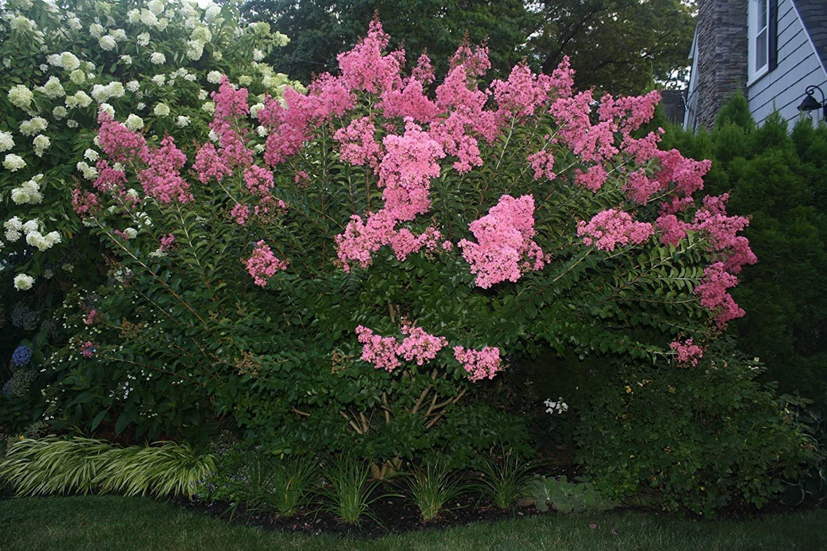 Dark Pink Crepe Myrtle Cuttings - 7 Live 6" Lagerstroemia indica Flowering Tree for Outdoor Gardens USDA Zones 7-10