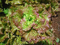 Prizehead Lettuce Seeds 1000 Non-GMO Heirloom Loose-Leaf Lactuca sativa Sweet & Crisp