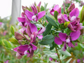Polygala Myrtifolia ‘Sweet Pea Bush’ | 7 Live 6” Unrooted Cuttings | Evergreen Shrub with Purple Blooms | Fast-Growing, Drought-Tolerant
