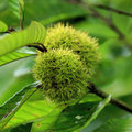 Chinese Chestnut Tree 2 Pack – Bare Root, Blight Resistant, Edible Nuts, Full Sun, Zones 3-9