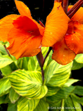Bare Root Canna Lily “Bengal Tiger” | Tropical Garden Plant | Green & Gold Striped Foliage | Canna x generalis