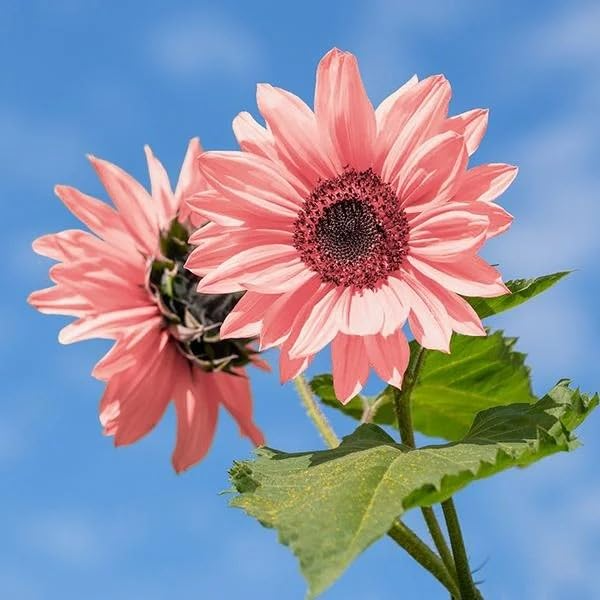 50pcs Non-GMO Pink Sunflower Seeds | Rare Pink Blooms | Easy to Grow | Helianthus annuus