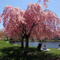 Weeping Cherry Tree Starter Plant 2-3 Ft Tall Prunus pendula Flowering Ornamental Tree