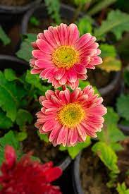 200+ Pink & White Gerbera Daisy Seeds – Vibrant Flowers for Garden Borders, Pots & Cut Flowers – Gerbera jamesonii