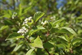 Cornus sericea Red Osier Dogwood Shrub - Live Bare Root Plant 18-24 Inches for Zones 3-8
