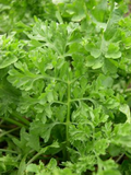 Wrinkled Crinkled Cress Seeds – Microgreen & Salad Herb, Lepidium sativum, Tangy, Nutritious, Fast-Growing