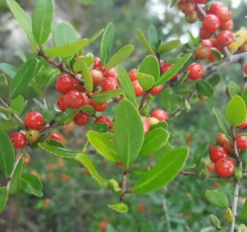40 Yaupon Holly Seeds Ilex vomitoria Tea Bush Evergreen Hedge Native Shrub for Garden Planting