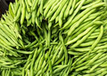 Provider Green Bush Bean Seeds – Heirloom Non-GMO, High-Yield, Fast-Growing Beans for Garden Beds & Containers