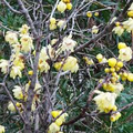 Chimonanthus Praecox Wintersweet Seeds – Fragrant Ornamental Shrub for Winter Blooming, Hardy Garden Plant, 10 Seeds