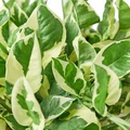 N’Joy Pothos Starter Plant - Variegated Indoor Vine with 2-3 Leaves, 3-5 Inches Tall, Epipremnum aureum ‘N’Joy’ for Home & Office