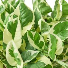 N’Joy Pothos Starter Plant - Variegated Indoor Vine with 2-3 Leaves, 3-5 Inches Tall, Epipremnum aureum ‘N’Joy’ for Home & Office