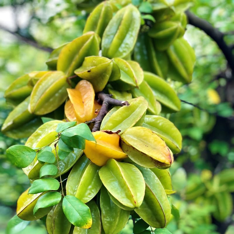 Grafted Star Fruit Seedling Plant | 24-36 Inches | Averrhoa carambola | Tropical Fruit Tree for Garden or Patio