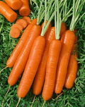 300 Seeds Scarlet Nantes Carrot Heirloom Daucus carota Sweet Crisp Orange Gardening Seeds