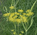200 Fennel Seeds Herb - Perennial, Aromatic, Non-GMO, Butterfly Host Plant, Easy to Grow, Culinary & Pollinator Garden
