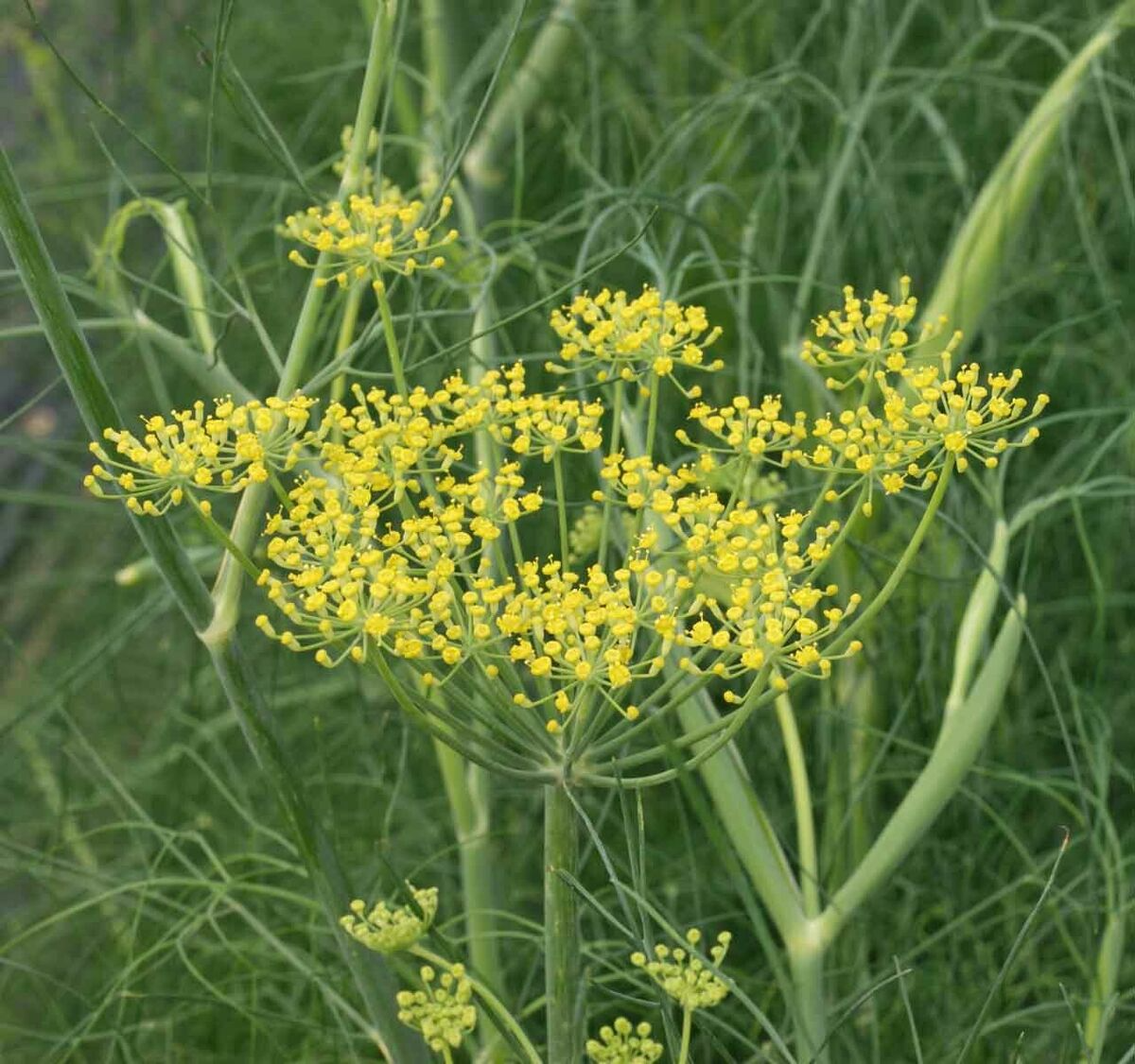200 Fennel Seeds Herb - Perennial, Aromatic, Non-GMO, Butterfly Host Plant, Easy to Grow, Culinary & Pollinator Garden