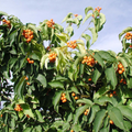 30 Seeds Celastrus Scandens American Bittersweet Climbing Vine with Bright Berries for Garden and Landscape