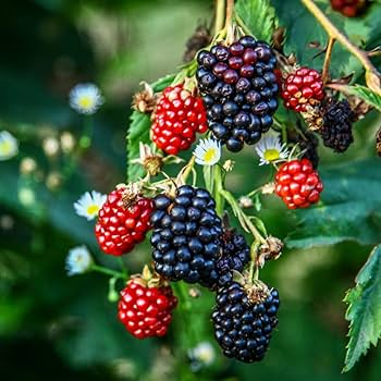 Organic Triple Crown Thornless Blackberry Cuttings | 6-10" Unrooted Starter Plants for Easy Growing & Juicy Berries