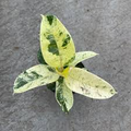 Ficus Shivereana Moonshine Starter Plant | Variegated Rubber Plant | Rooted Houseplant | Indoor & Outdoor Tropical Evergreen