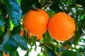 California Navel Orange Unrooted Cuttings – Citrus sinensis, Sweet Orange Tree for Propagation, 5pcs