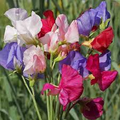 50+ Mammoth Mix Sweet Pea Seeds – Fragrant Climbing Vines for Trellises & Bouquets, Lathyrus odoratus, Cool-Season Annual