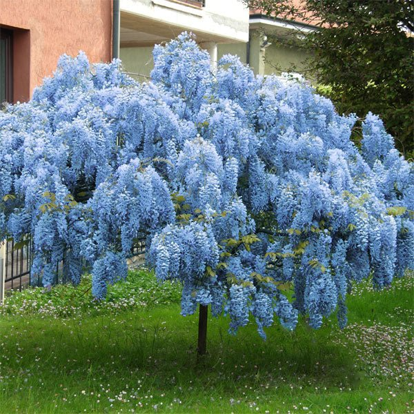 Live Bare Root Wisteria Sinensis Trees – Blue Chinese Wisteria, 1-2 Ft Tall, Fragrant Flowering Climbing Plants