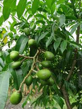 June Plum Starter Plant - Tropical Fruit Tree, Spondias dulcis, 3-4 ft Tall, Edible Fruit, Ornamental, High Yielding