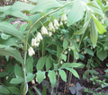 10 True Solomon's Seal Plants (Polygonatum biflorum) Bare Root Perennials for Shade Gardens