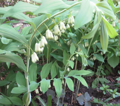 10 True Solomon's Seal Plants (Polygonatum biflorum) Bare Root Perennials for Shade Gardens