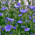 Chicory Seeds - Non-GMO, Blue Flowers, Cichorium intybus, Ornamental & Culinary Use, 75 Days to Maturity