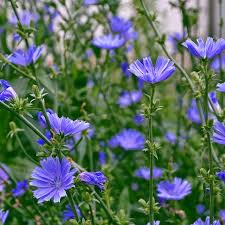 Chicory Seeds - Non-GMO, Blue Flowers, Cichorium intybus, Ornamental & Culinary Use, 75 Days to Maturity