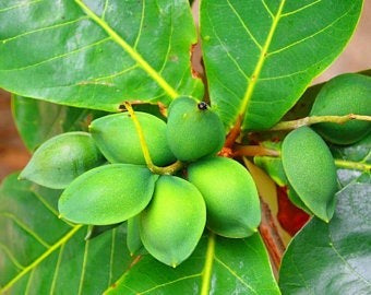 Indian Almond Tree Starter Plant - 10" Tall Terminalia catappa Tropical Nut Tree for Shade & Coastal Landscaping