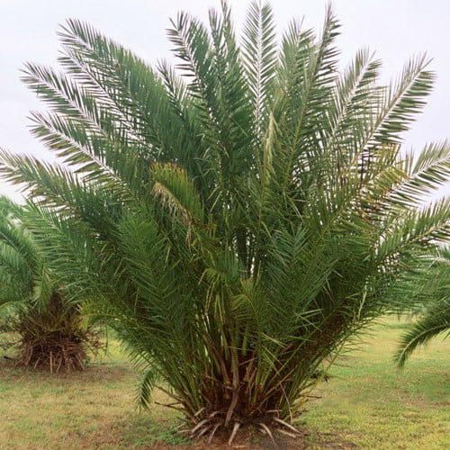 Medjool Date Palm Tree - 7" Potted Starter Plant, Phoenix dactylifera, Edible Fruit & Ornamental, 38"+ Tall, Drought Tolerant