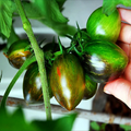 Brad's Atomic Grape Tomato Seeds - Rare Heirloom, Colorful Striped Cherry, Non-GMO, Sweet Flavor, Unique Garden Tomato, Solanum lycopersicum