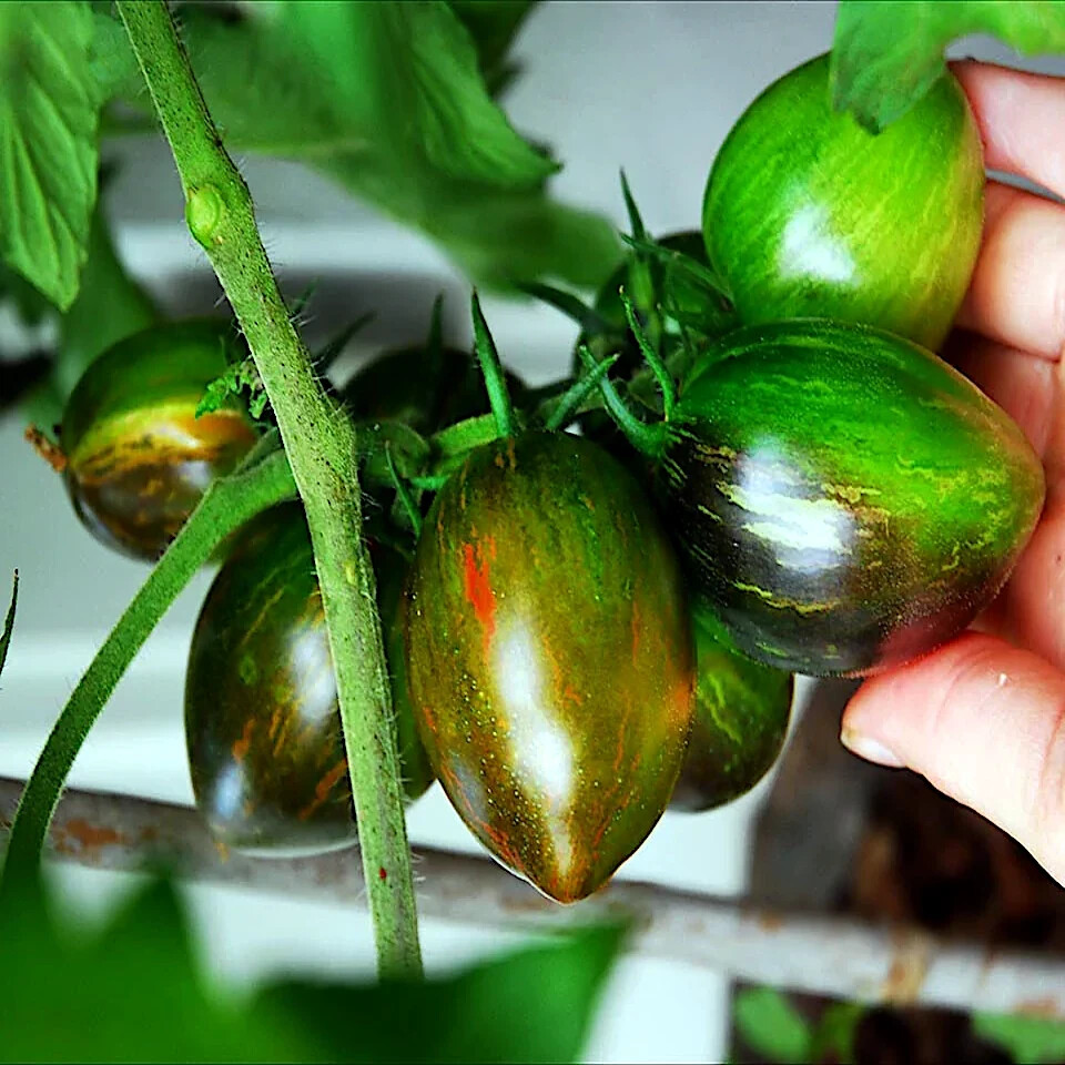 Brad's Atomic Grape Tomato Seeds - Rare Heirloom, Colorful Striped Cherry, Non-GMO, Sweet Flavor, Unique Garden Tomato, Solanum lycopersicum