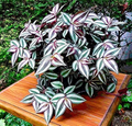 12 Fully Rooted Wandering Jew Cuttings - Tradescantia Zebrina Indoor Houseplant, Easy Care, Fast Growing, Vibrant Purple & Green Foliage