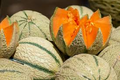 Charentais Melon Seeds - Heirloom French Cantaloupe - Organic Non-GMO - Sweet Fragrant Fruit - Rare Garden Melon Seeds